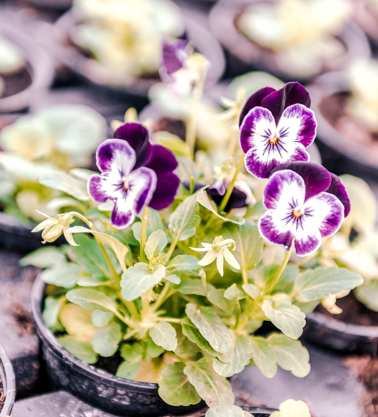 Violett-weiße Stiefmütterchen in Pflanztöpfen einer Gärtnerei, gesunde Jungpflanzen bereit zum Auspflanzen.